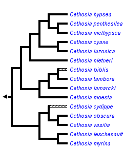 taxon links