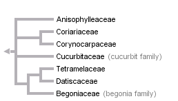 taxon links