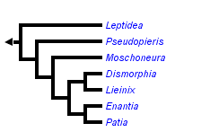 taxon links