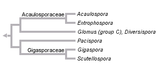 taxon links