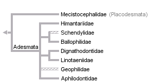 taxon links