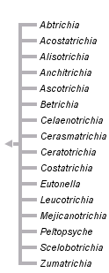 taxon links