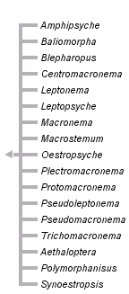 taxon links