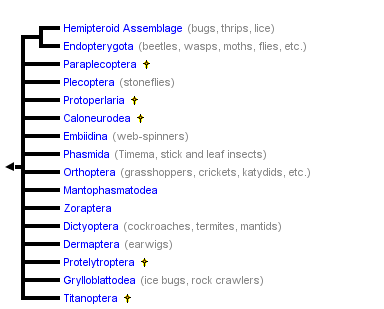 taxon links