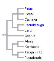 taxon links