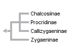 taxon links