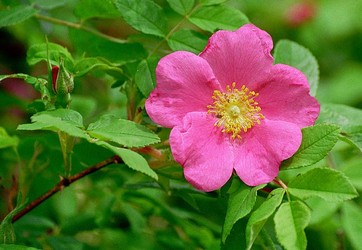 Daurian rose, Rosa davurica