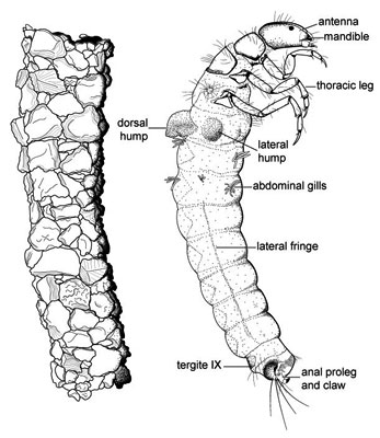 drawing of a caddis fly larva