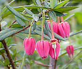 Flower of the lantern tree, Crinodendron hookeranum