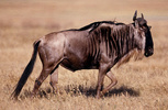 White-bearded Gnu or Wildebeest