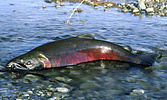 Sockeye Salmon