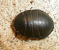 Polyphaga aegyptiaca