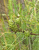 Petrophila pedunculata