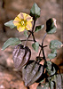 Yellow nightshade groundcherry, Physalis crassifolia