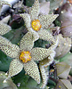Carrion flower, Piaranthus foetidus