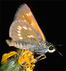 Sonora skipper butterfly
