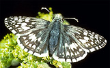 Checkered skipper butterfly