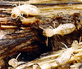 Reticulitermes workers on wood