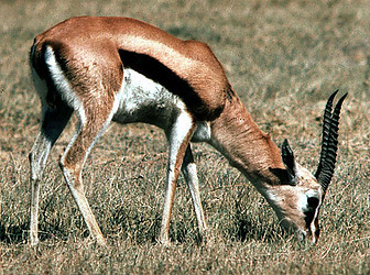 Thomson's gazelle (Gazella thomsoni), male grazing, Serengeti NP