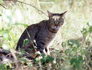 African wild cat