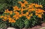 Orange Milkweed (Asclepias tuberosa)