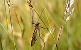 Male hangingfly after successful hunt. 