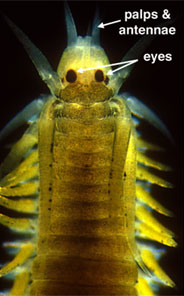 eyes, palps, antennae of an annelid