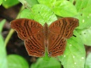 junonia stygia butterfly