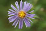 aromatic aster