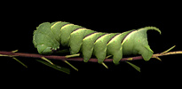 Rustic Sphinx (Manduca rustica) larva, Arizona