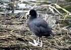 hawaiian coot