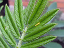 Cloudless Sulphur caterpillars on hostplant