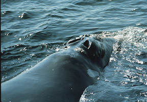Baleen whales have two blowholes.