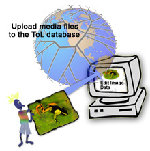 Upload Media to the ToL Database